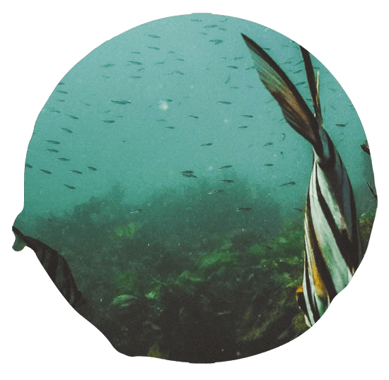 Maritimer Collagen-unterstützender